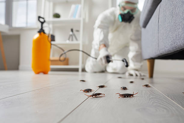 Affordable Cockroach Control solutions in Quitman, MS